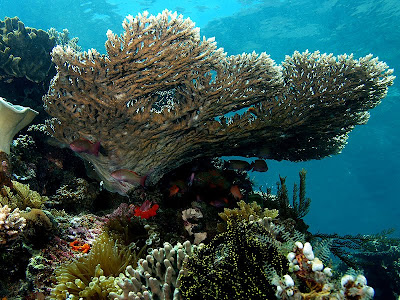 Karang laut: Fakta Batu Karang